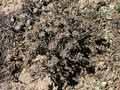 Saltpan plants