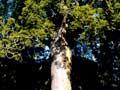 Kauri 