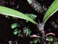 Kauri seedling 