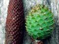 Male and female kauri cones