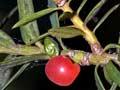Tōtara seeds and foliage 