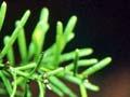 Adult foliage 