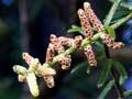 Male cones 