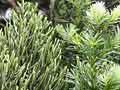 Manoao or Kirk’s pine