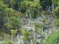Yellow silver pine