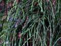 Silver pine