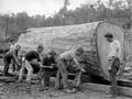 Using timber jacks