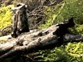 Clearfelling West Coast forest
