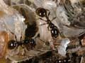 Eating a wood louse
