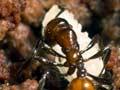 Ant carrying pupa