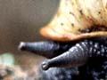 Flax snail