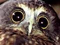 Audio: Bird calls: ruru
