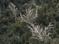 Dead kauri