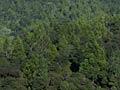 Forest, Great Barrier Island