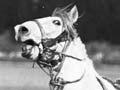 Training ponies