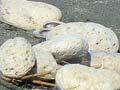 Pumice on the beach