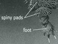 Spiny pads and claws