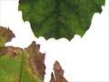 Leaves of a southern beech and a true beech