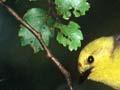 Yellowhead