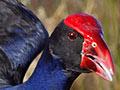 Pūkeko 