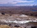 Copper tussock