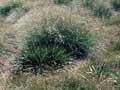 Curled snow tussock 