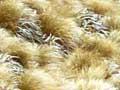 Two tussocks