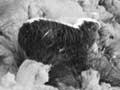 Mustering sheep