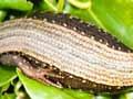 Chatham Island skink 
