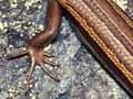 Skinks
