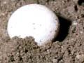 Bynoe’s gecko