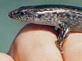 Lord Howe Island skink