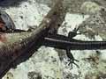 Gannet chick and lizards