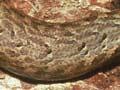 Chevron skink