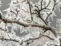 Hoar frost 