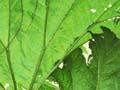 Chilean rhubarb