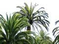 Phoenix palms