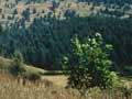 Wilding pines