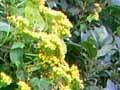 German ivy