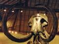 Mammoth skeleton