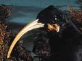 Huia 