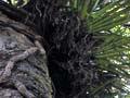 Girdling roots of northern rātā on a rimu tree