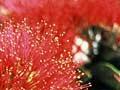 Pōhutukawa flowers 