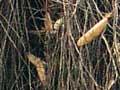Aerial roots 
