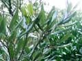 Hīnau foliage and flowers 