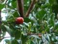 Tawapou foliage and fruit