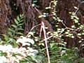 Understorey shrubs