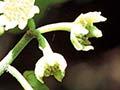 Male flowers of pigeonwood 