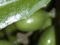 Pigeonwood fruit 