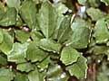 Juvenile kaikōmako 
